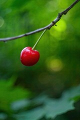 Cherry is hanging from a tree branch. Minimalist wallpaper phone. Aesthetic wallpaper. Vertical phone.