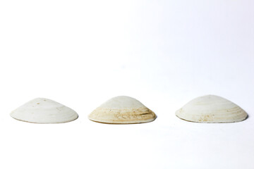 a collection of oyster shells isolated on a white background, pearl oyster shells