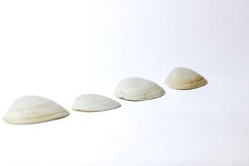 a collection of oyster shells isolated on a white background, pearl oyster shells
