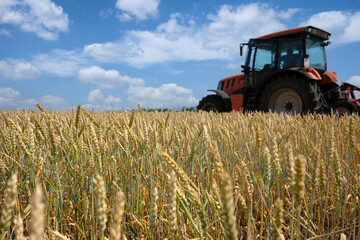 A large agricultural field with ears of golden wheat. The work of agricultural machinery and farmers.