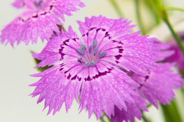 Macro photo of violet Dianthus campestris flower