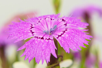 Macro photo of violet Dianthus campestris flower