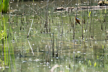 Colorful kingfisher perched on a branch by a serene river during bright daylight