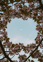 Floral Canopy Skyward Gaze