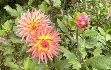 dahlia karma sangria, pink and yellow flower