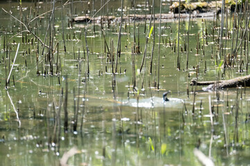 Colorful kingfisher perched on a branch by a serene river during bright daylight