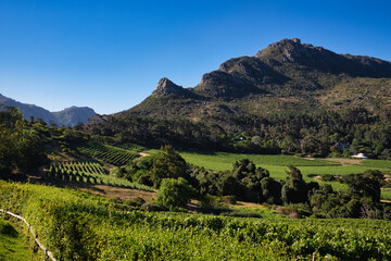 Fototapeta premium Scenic Views Across the Constantia Valley Vineyards, Cape Town, South Africa