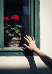 Red Geraniums in Window, Touching Glass