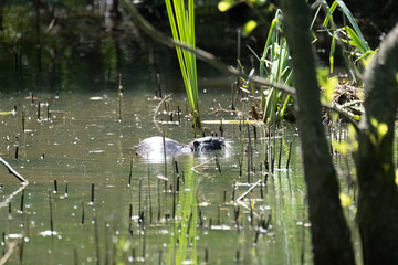 Colorful kingfisher perched on a branch by a serene river during bright daylight