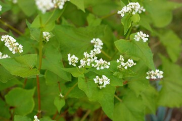 Flowering buckwheat lat. Fagopyrum esculentum known as common buckwheat. White flowers, straight...