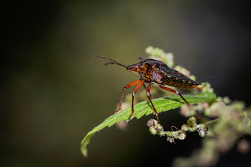 red bug on a leaf