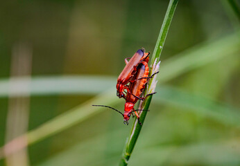 Two red bugs mating