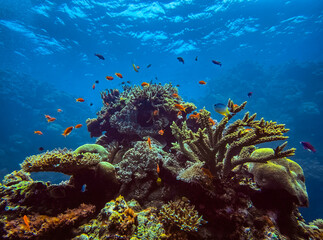 Fototapeta premium coral reef