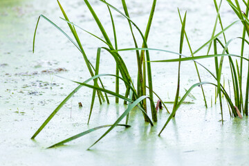 green grass in the water