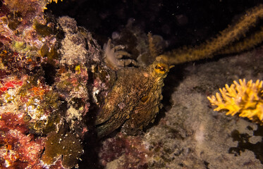 octopus