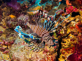 lion fish