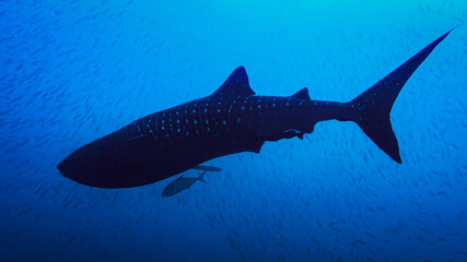 Obraz premium great white shark