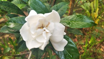Stunning white gardenia in full bloom, showcasing its elegant petals and vibrant green leaves. Perfect for nature lovers and garden enthusiasts