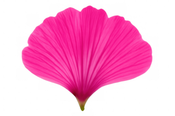 Single, isolated pink flower petal showcasing delicate veins and vibrant color against a transparent background