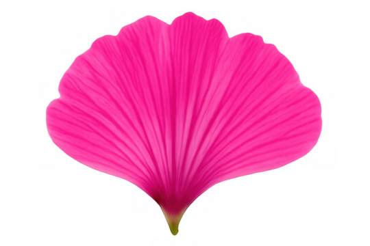 Single, isolated pink flower petal showcasing delicate veins and vibrant color against a transparent background