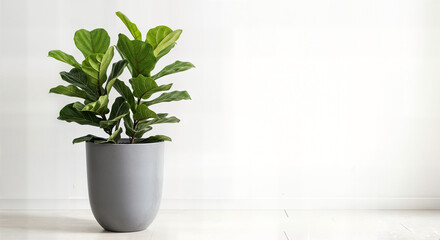Modern Indoor Rubber Plant (Ficus elastica) in a Stylish Grey Pot on White Background - Elegant Low-Maintenance Houseplant for Contemporary Home and Office Decor, Natural Air Purifier for Improved Ind