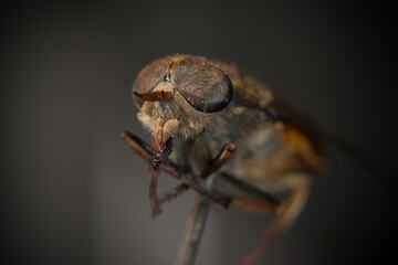 Zombie fly (mosquito sucking blood extreme macro).
