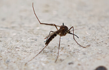 Closeup Aedes mosquito on the ground