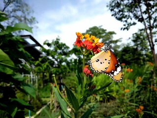 Plain Tiger Butterfly on Red Tropical Flowers – Close Up Nature Shot in Lush Garden
 