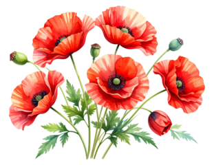 Elegant Poppy Branch Watercolor Vector Illustration Isolated on Transparent Background PNG