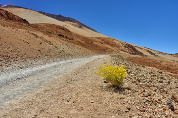 Yellow flower on Teide slope