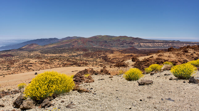 Brittlebush flowers on Teide slope