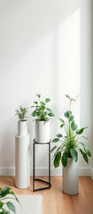 Modern green plant in a vase and white background