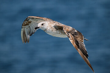 immature seagull flying