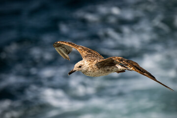 immature seagull in flight over ocean