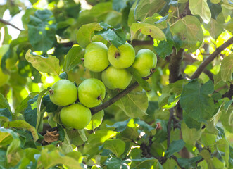 Green apples on a tree branch