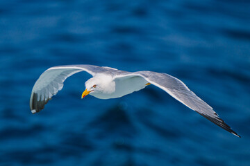 seagull in flight