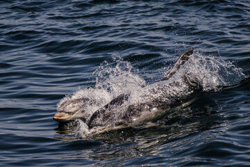dolphins swimming in ocean