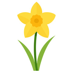 daffodils isolated on white background