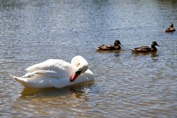 White Swan on a Peaceful Lake