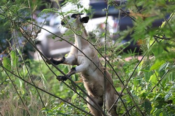 Young wild Australian deer in the grass, a mammal with soft brown fur and large ears