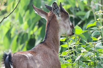 Young wild Australian deer in the grass, a mammal with soft brown fur and large ears