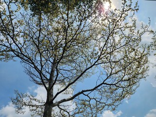 Beautiful Tree Canopy with Sunlight and Vibrant Sky in Natural Setting