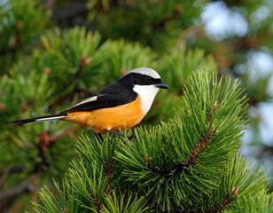 Bird perched on pine branch