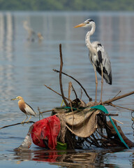 great blue heron ardea alba