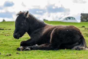 Dartmoor pony, horse of hardy breed, grazing on the national park moorland. This wild horse lives...