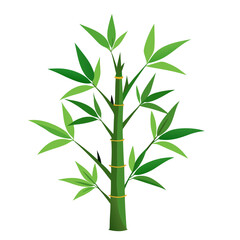 Fototapeta premium bamboo tree isolated on white