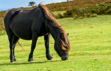 Dartmoor pony, horse of hardy breed, grazing on the national park moorland. This wild horse lives...