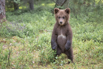 Fototapeta premium Young bear cub stands on its hind legs in lush forest during daylight, showcasing curious behavior and natural habitat