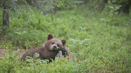 Young bear cub relaxes comfortably on a tree stump, surrounded by vibrant green foliage in a peaceful forest setting