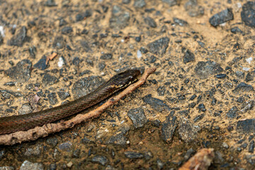 岩の上で休むアオダイショウの幼体